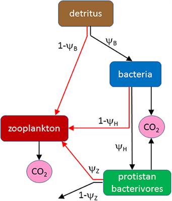 The Role of Microbes in the Nutrition of Detritivorous Invertebrates: A Stoichiometric Analysis